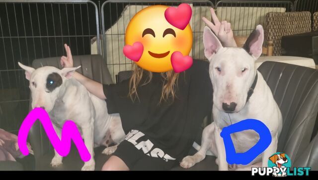 5 Purebred bull Terrier puppies all boys