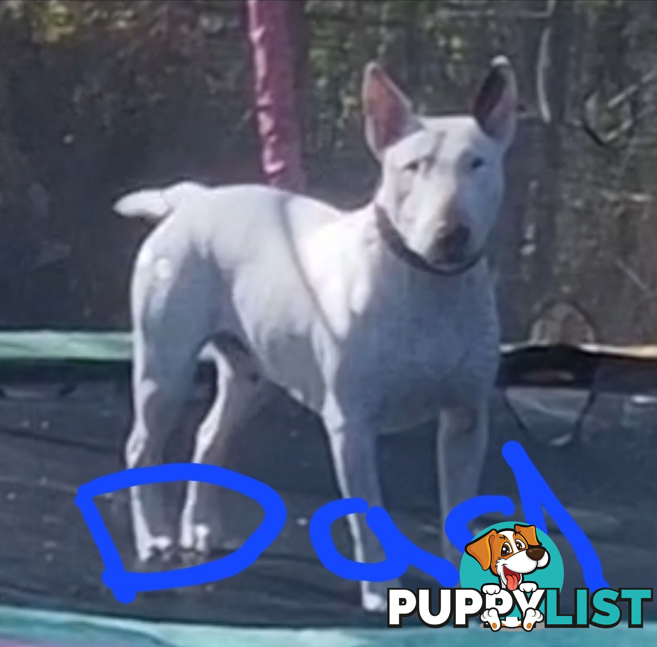 5 Purebred bull Terrier puppies all boys