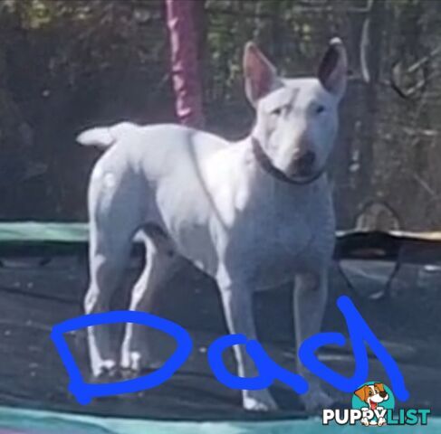 5 Purebred bull Terrier puppies all boys