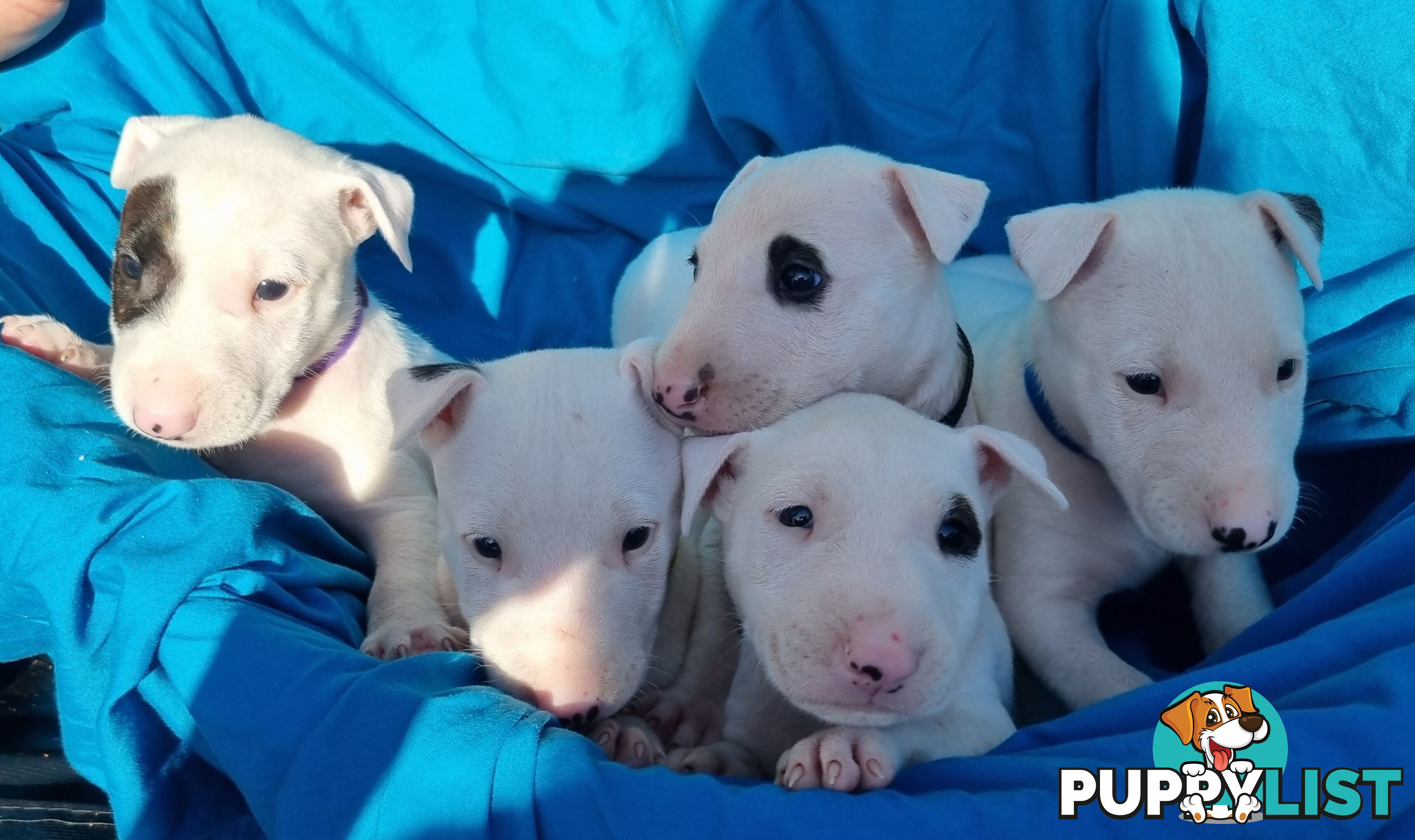 5 Purebred bull Terrier puppies all boys