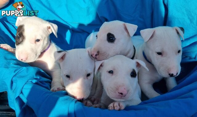 5 Purebred bull Terrier puppies all boys