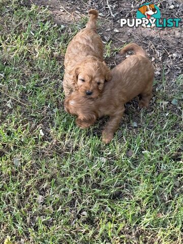 Cavoodle puppies