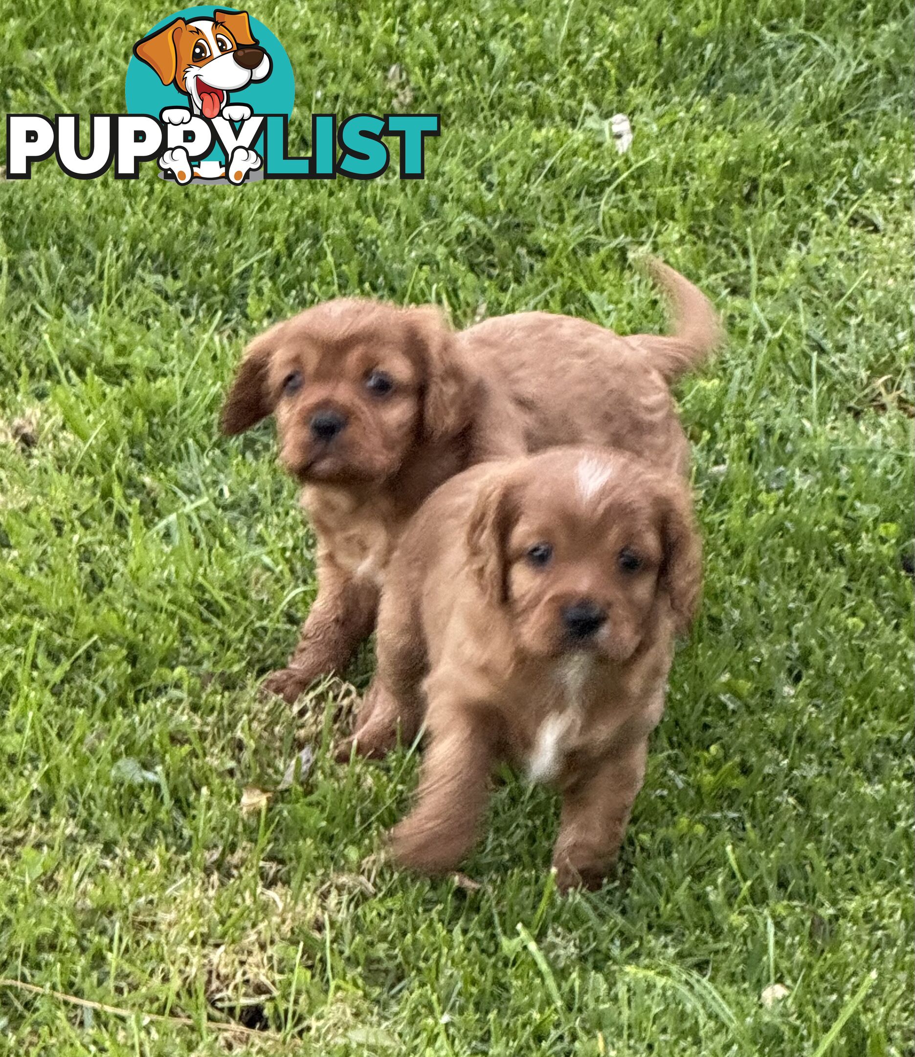 Cavoodle puppies