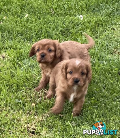 Cavoodle puppies