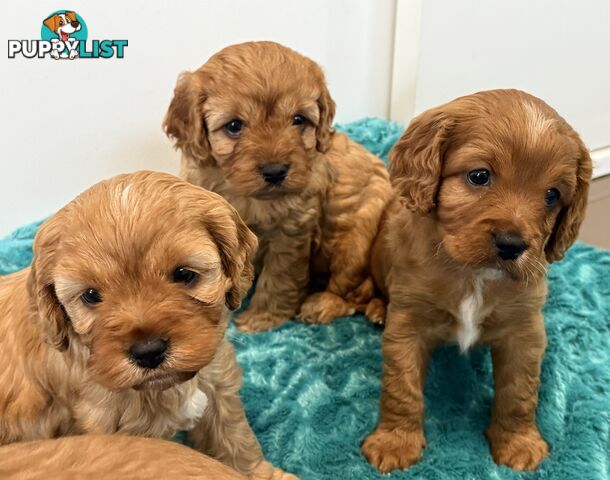 Cavoodle puppies