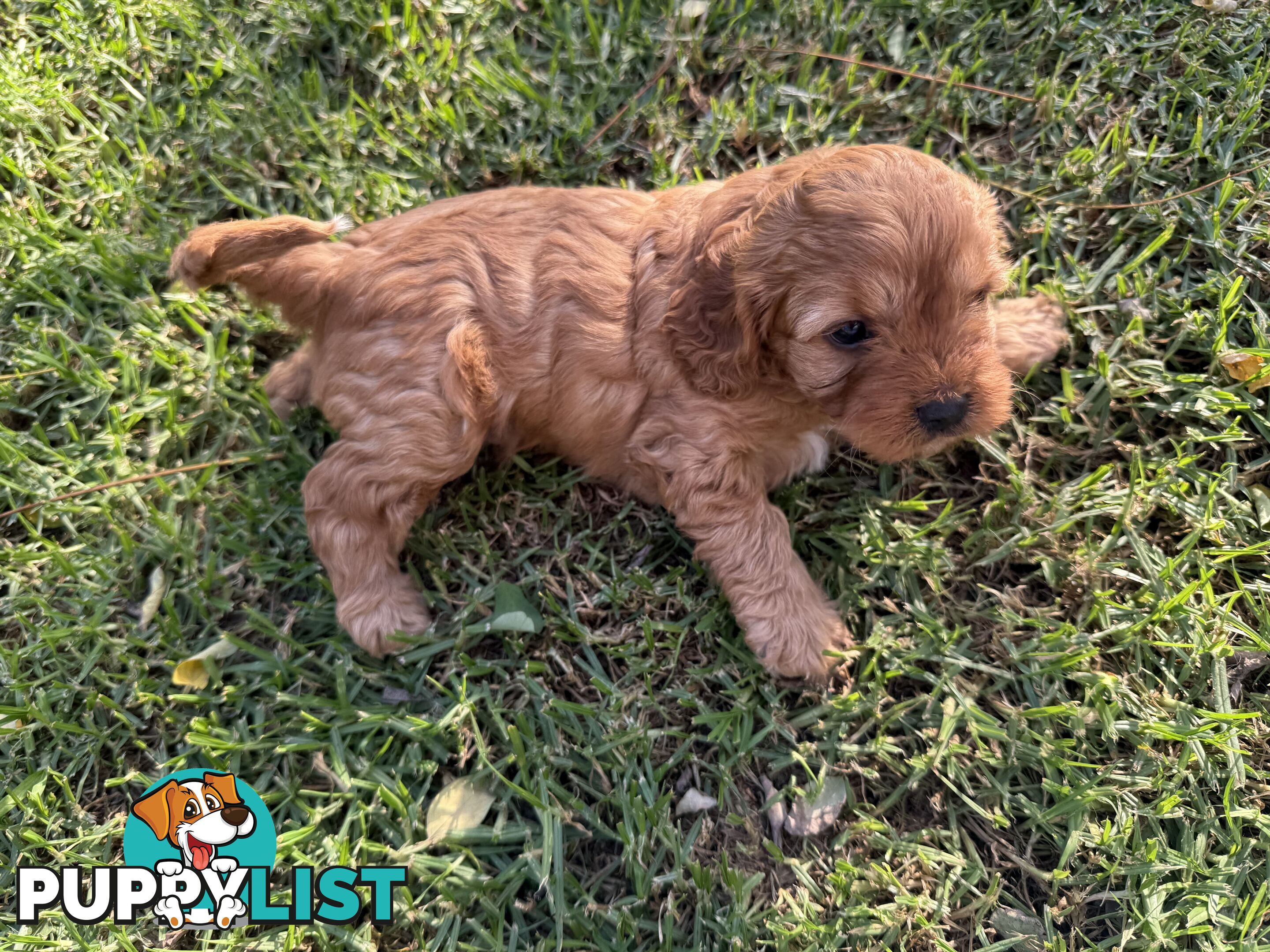 Cavoodle puppies