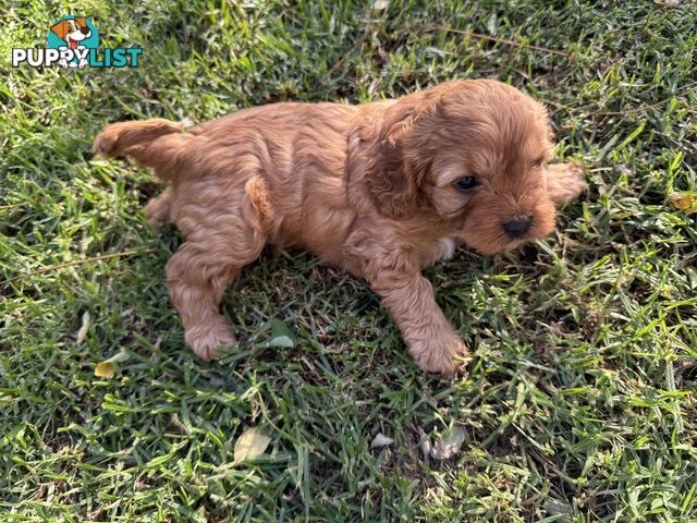 Cavoodle puppies