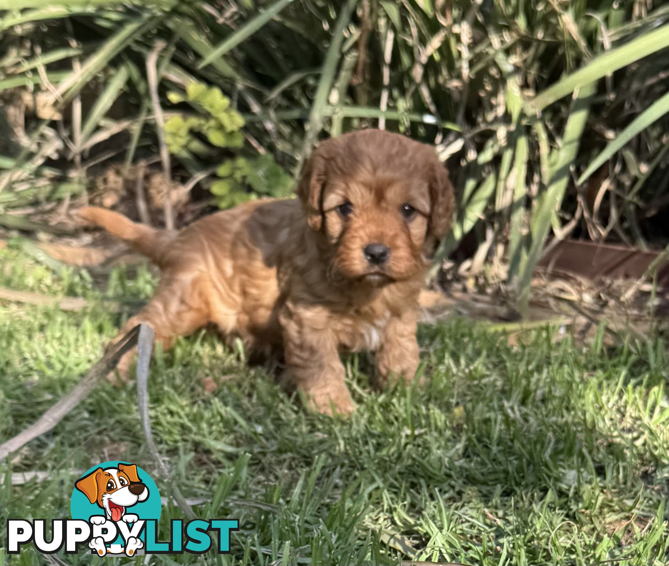 Cavoodle puppies