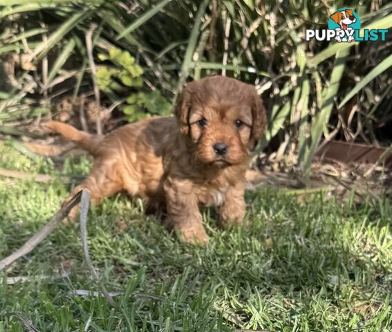 Cavoodle puppies