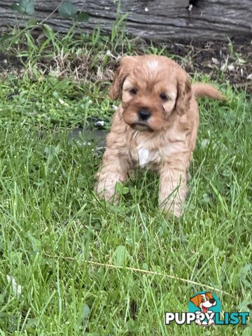 Cavoodle puppies