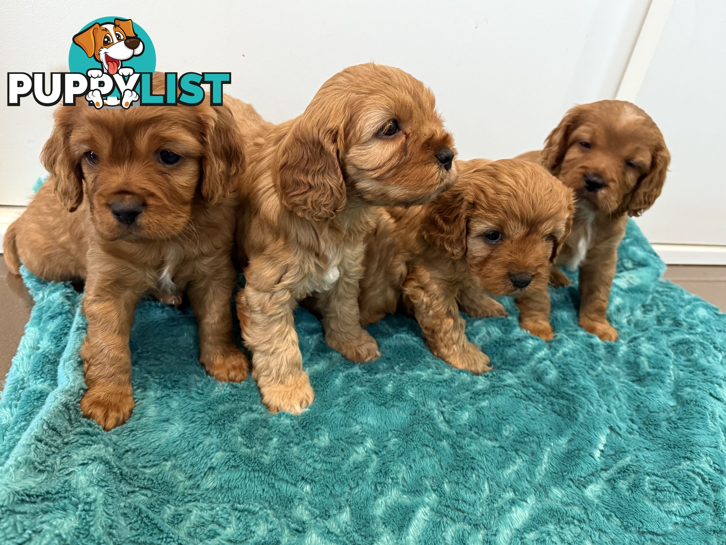 Cavoodle puppies