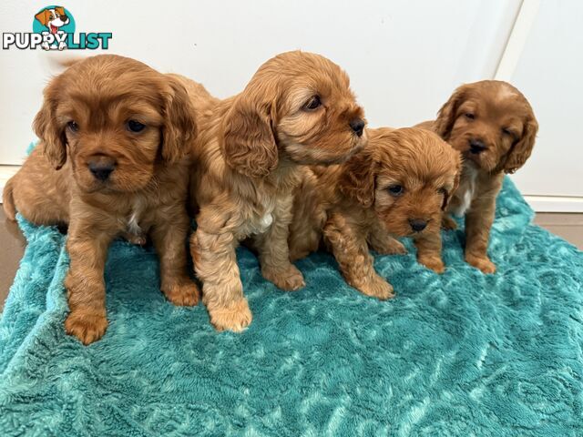 Cavoodle puppies