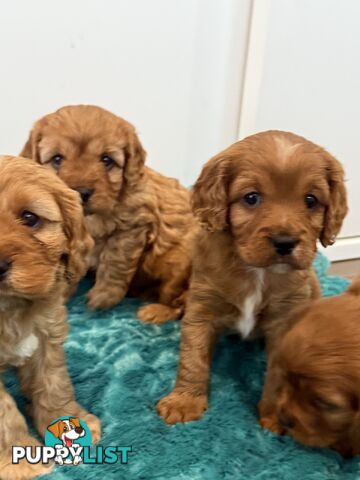 Cavoodle puppies