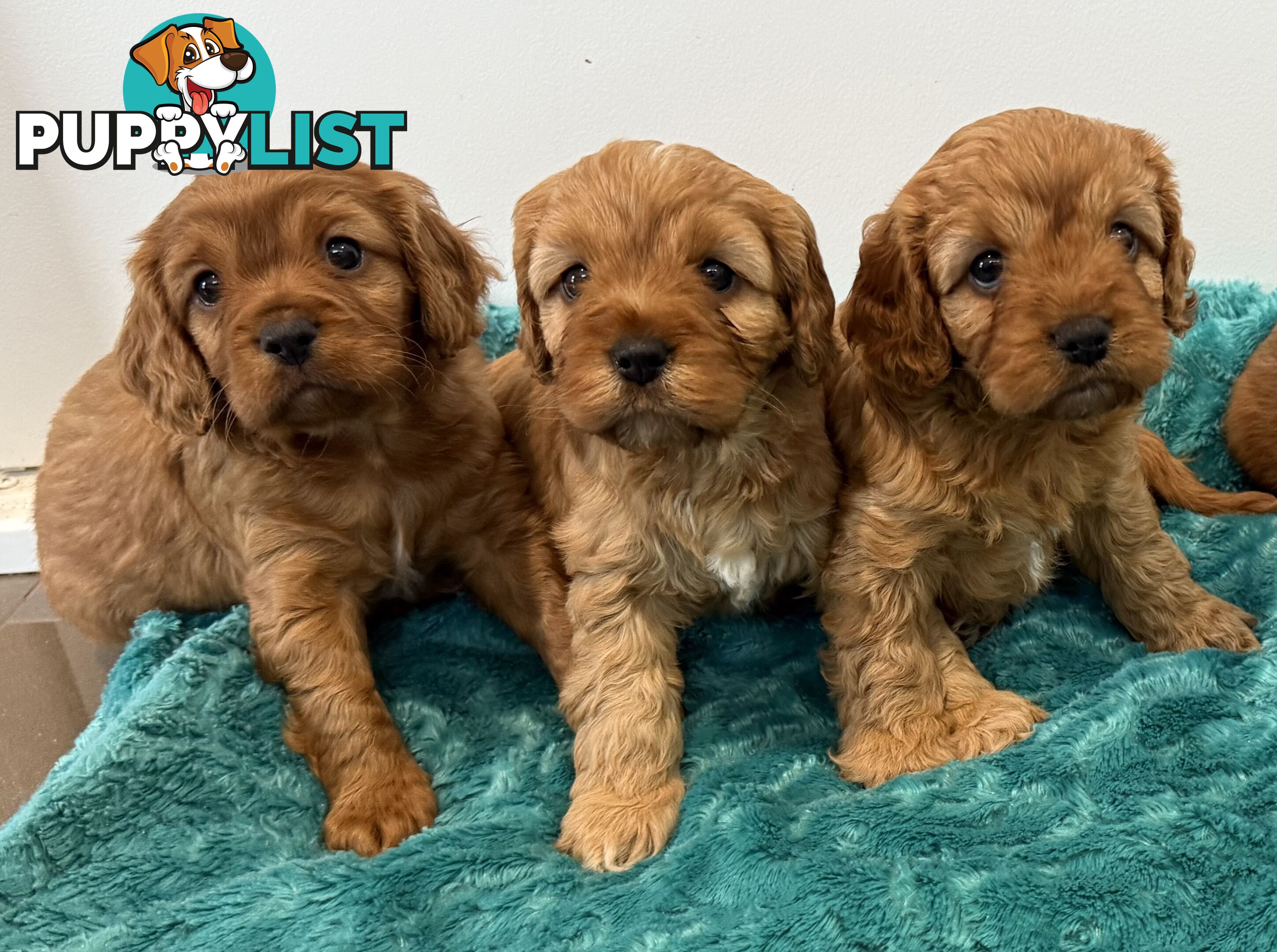 Cavoodle puppies