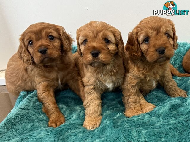 Cavoodle puppies
