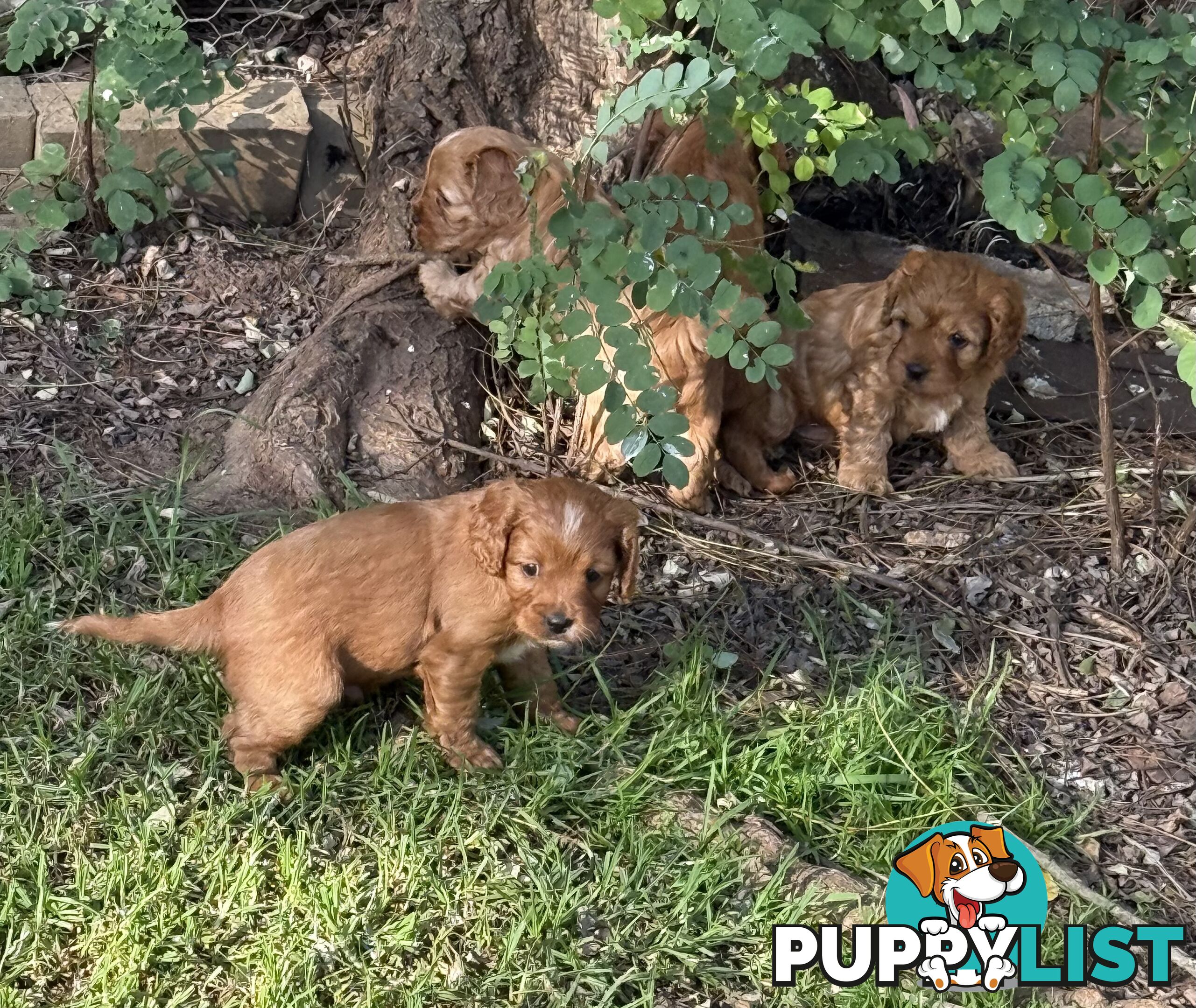 Cavoodle puppies