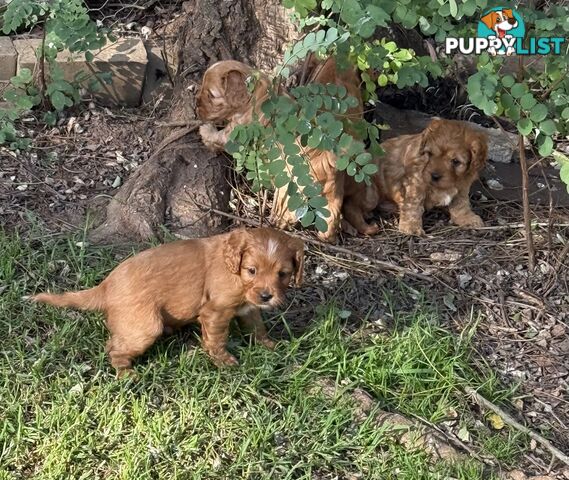 Cavoodle puppies