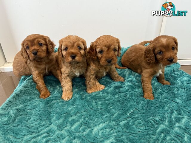 Cavoodle puppies