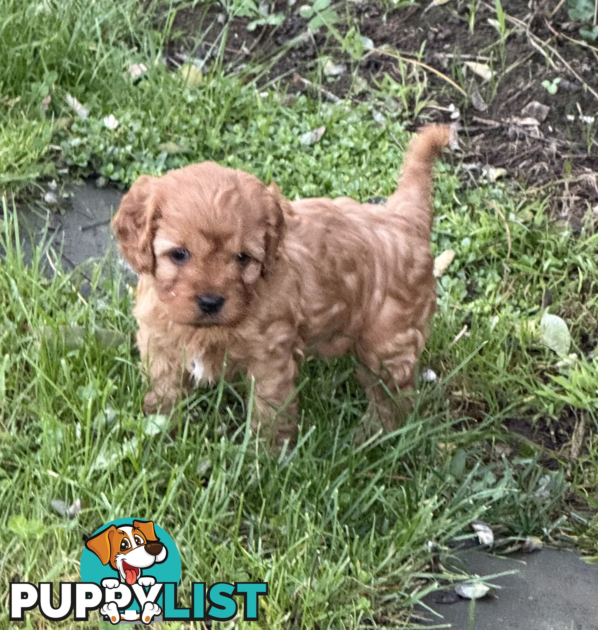 Cavoodle puppies
