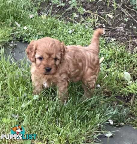 Cavoodle puppies