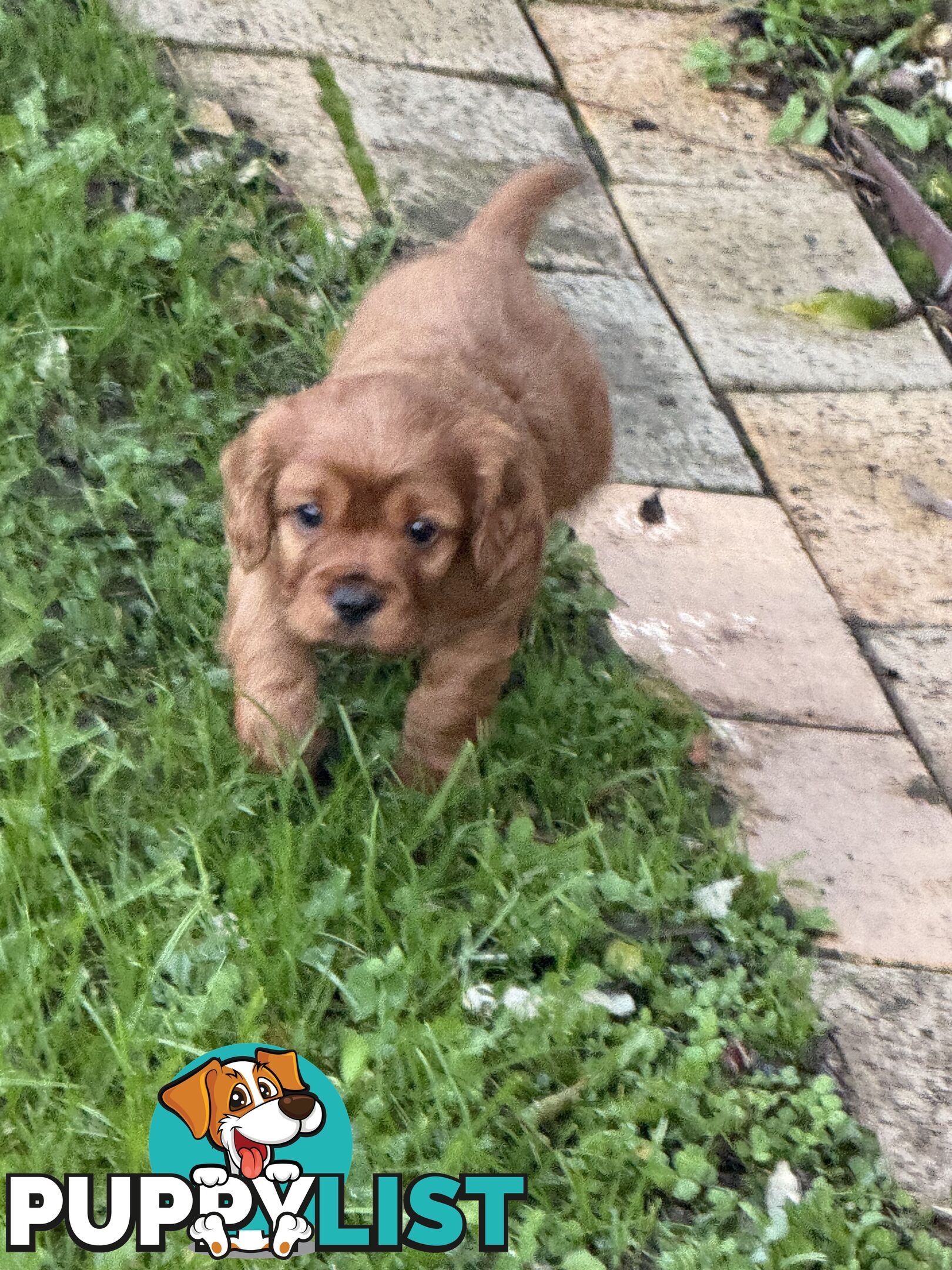 Cavoodle puppies