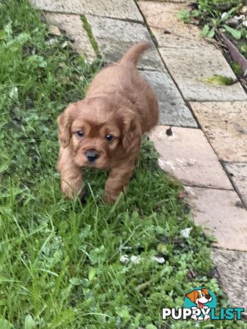 Cavoodle puppies