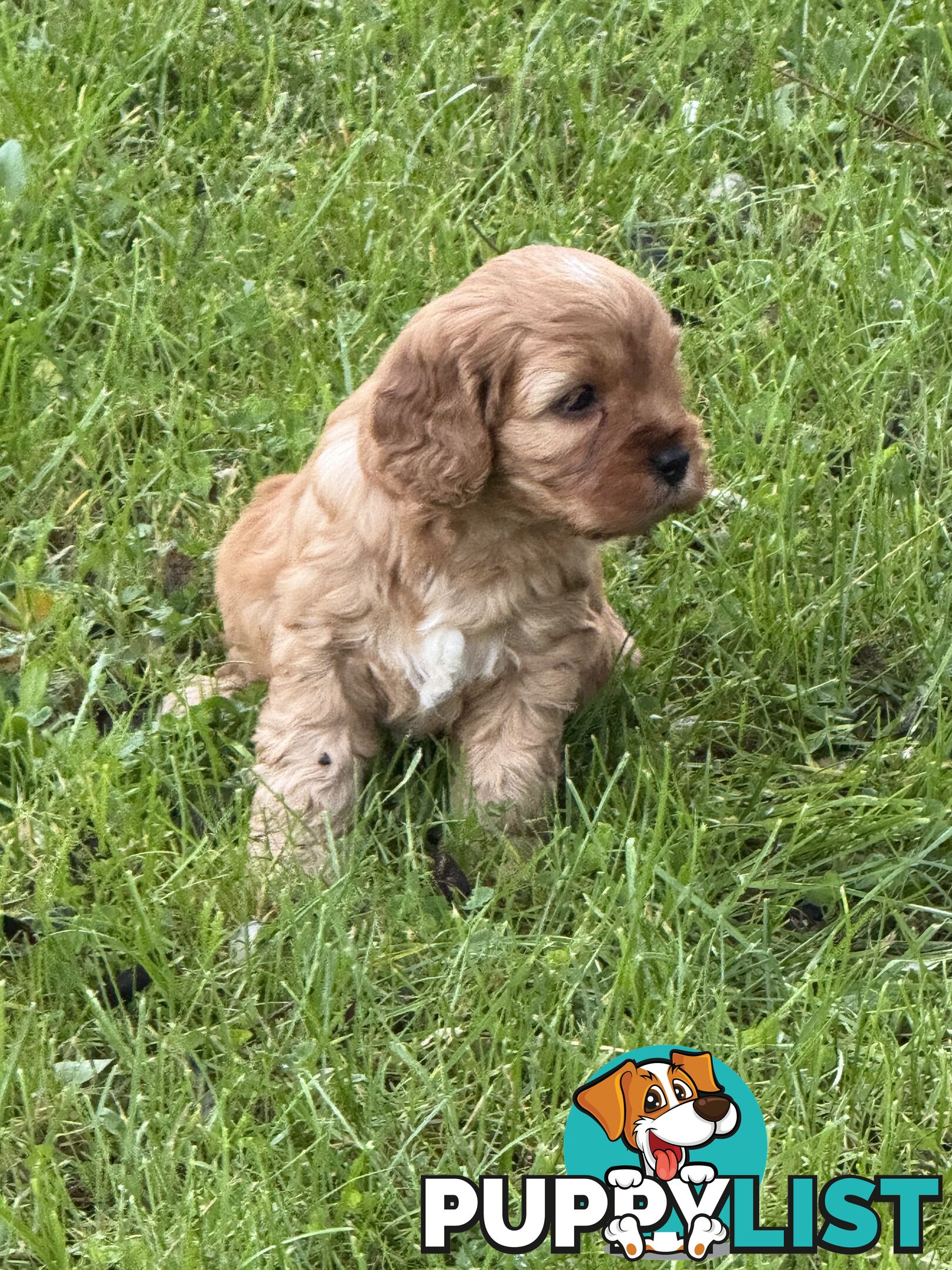 Cavoodle puppies