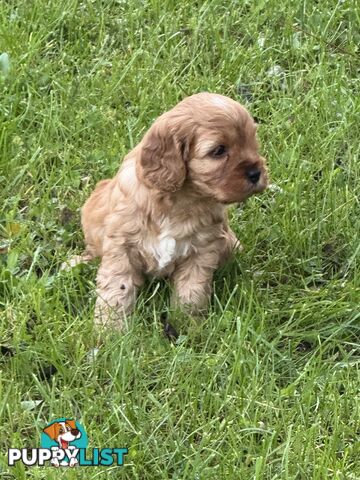 Cavoodle puppies