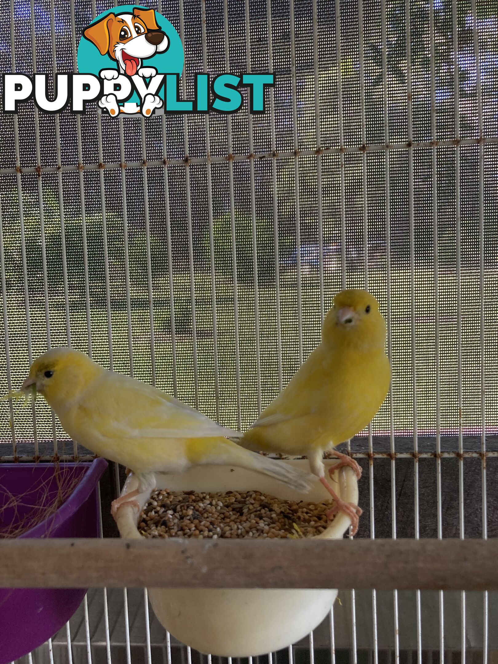 Male and Female Canaries