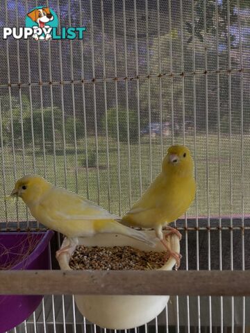 Male and Female Canaries