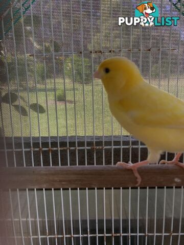 Male and Female Canaries