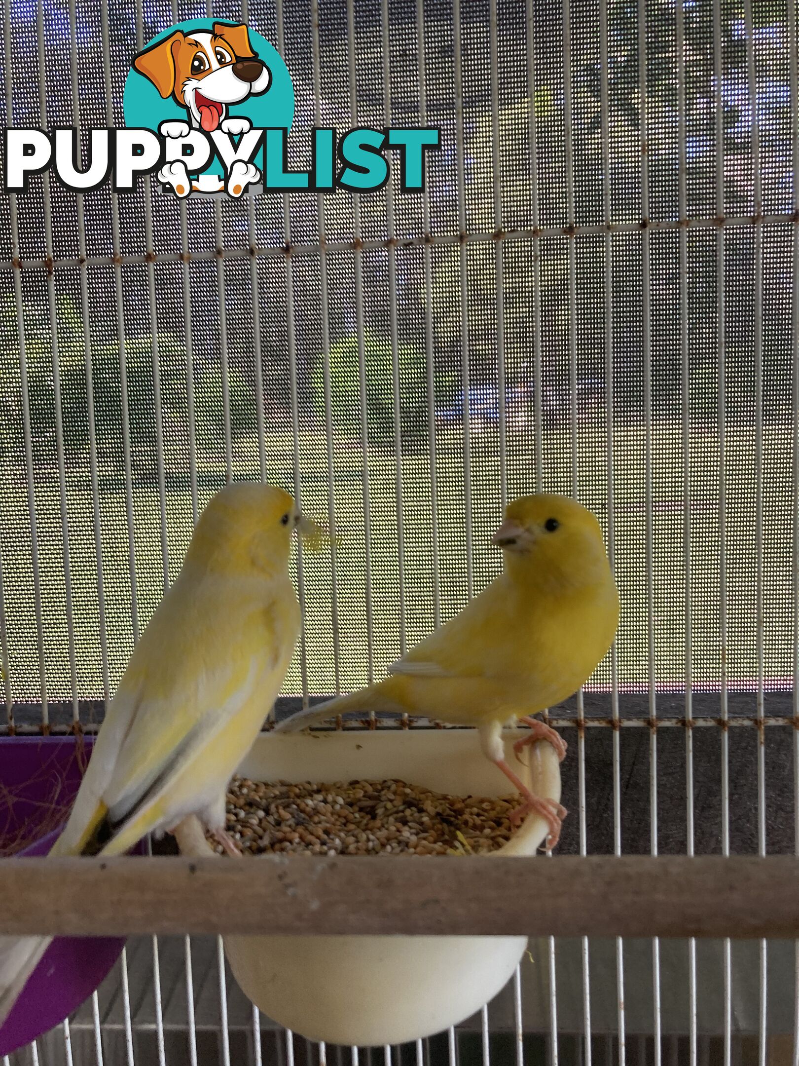 Male and Female Canaries