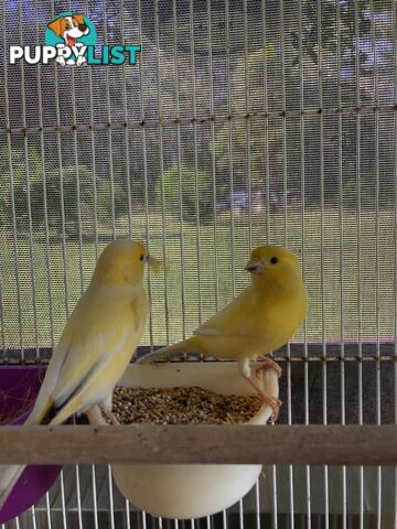 Male and Female Canaries