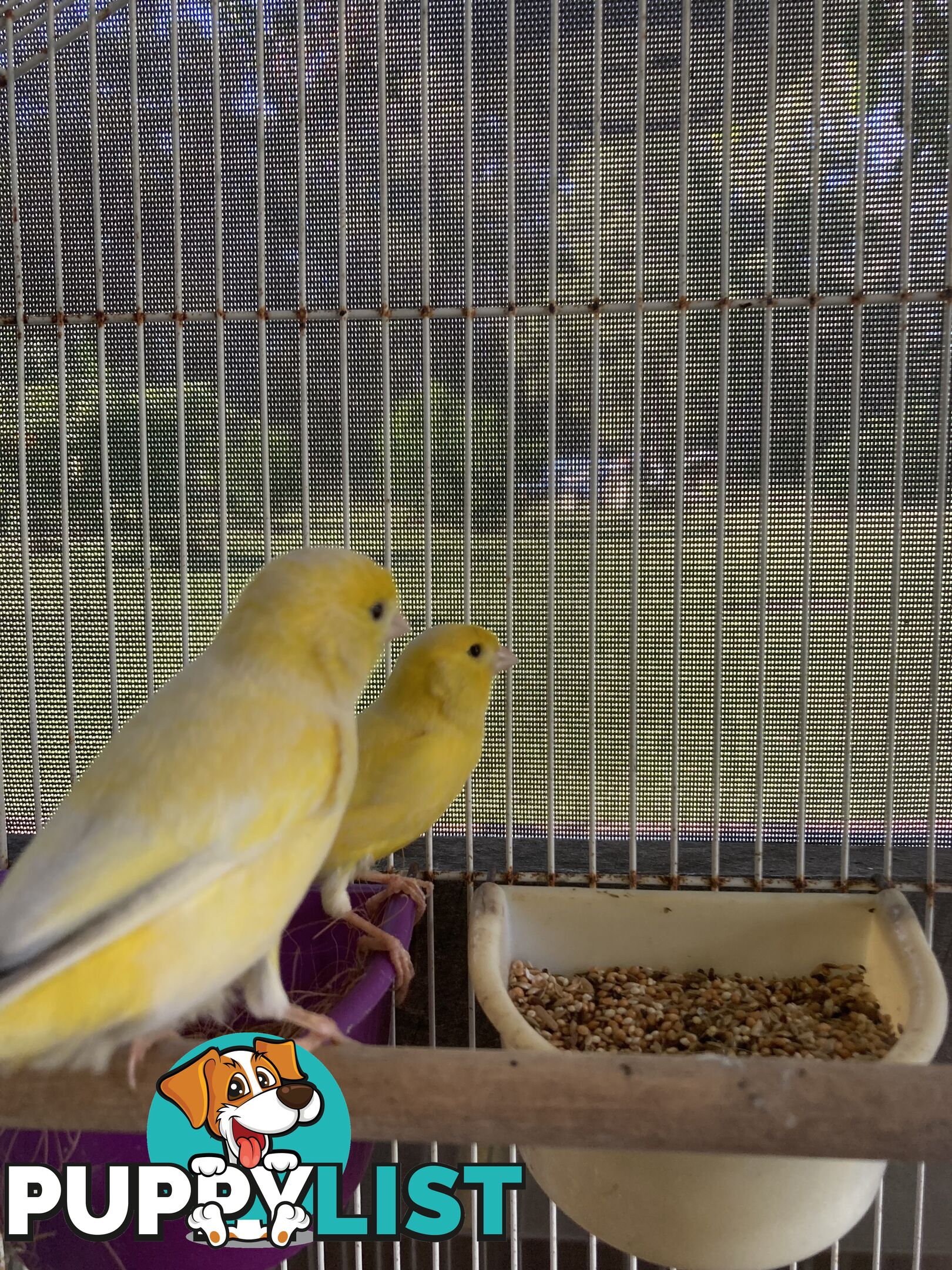 Male and Female Canaries