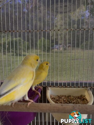 Male and Female Canaries