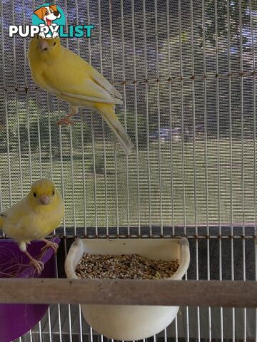 Male and Female Canaries