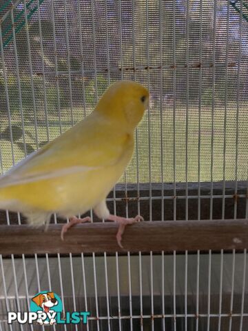 Male and Female Canaries