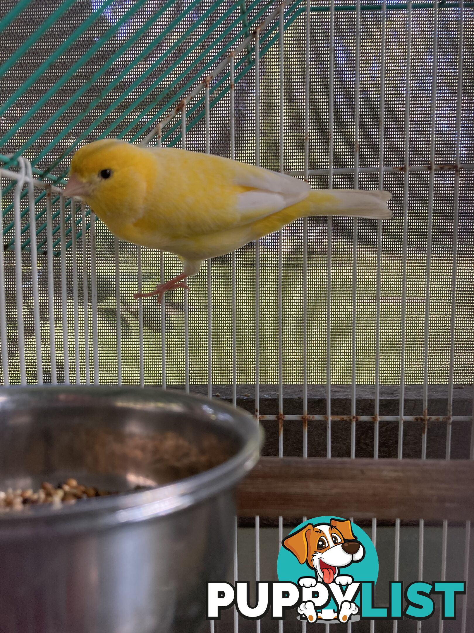 Male and Female Canaries