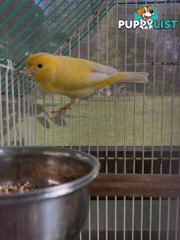 Male and Female Canaries