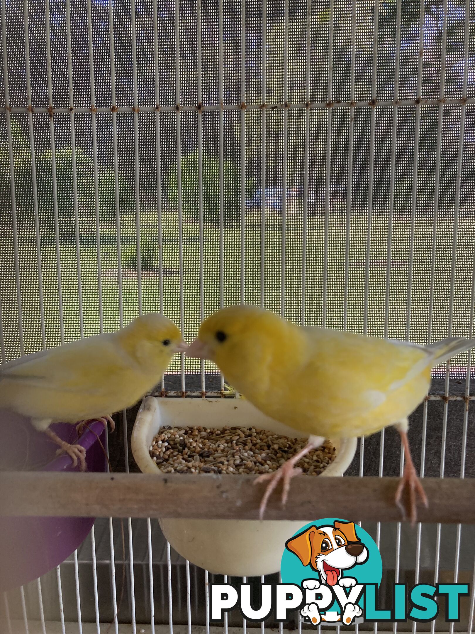 Male and Female Canaries