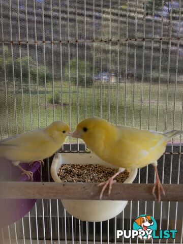 Male and Female Canaries