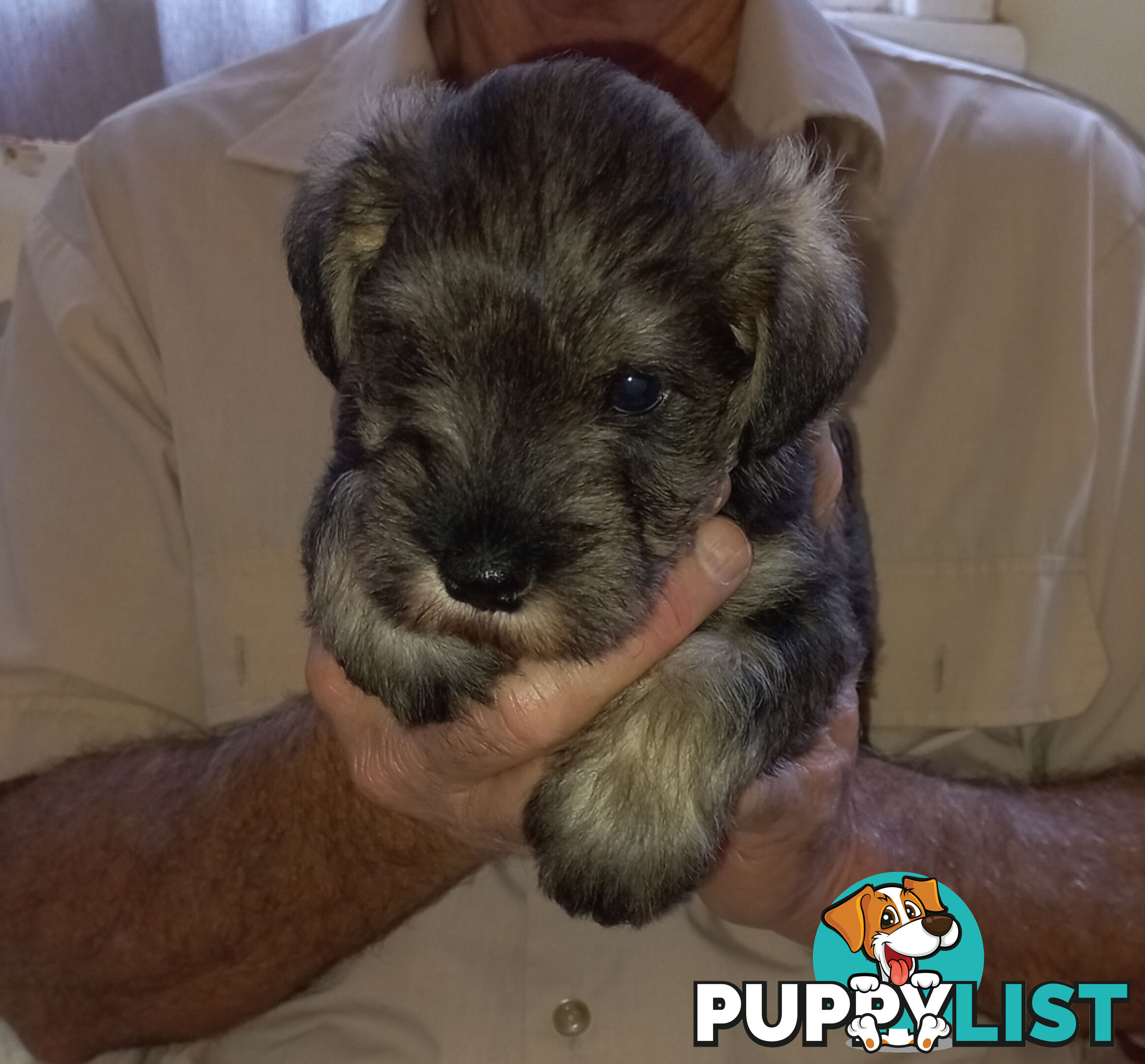 Minature Schnauzer puppies