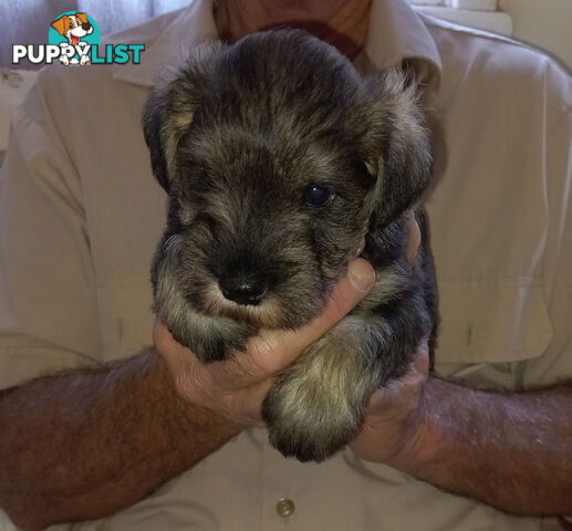 Minature Schnauzer puppies