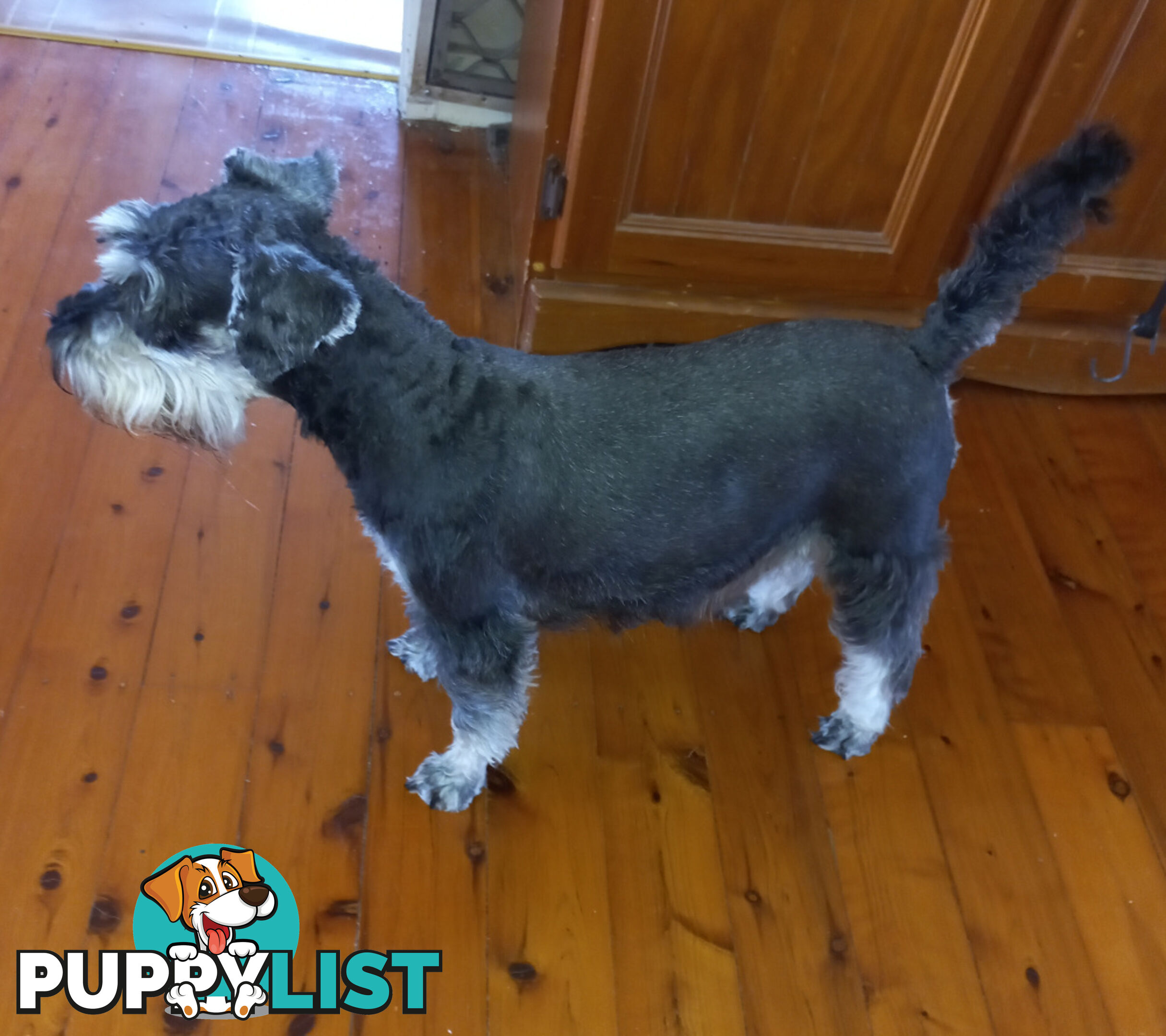 Minature Schnauzer puppies