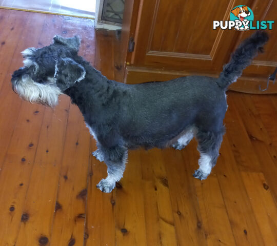 Minature Schnauzer puppies