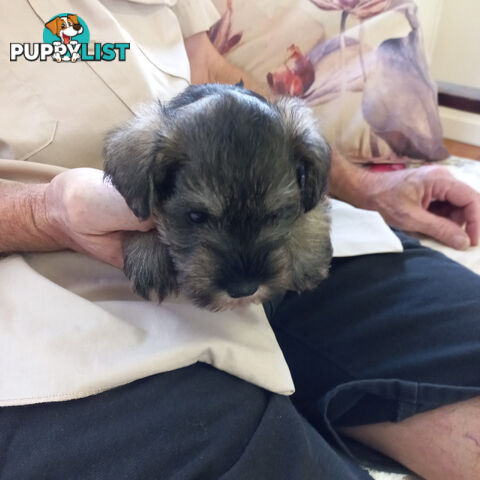 Minature Schnauzer puppies