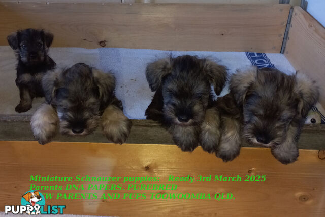 Minature Schnauzer puppies