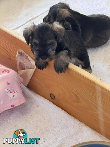 Minature Schnauzer puppies