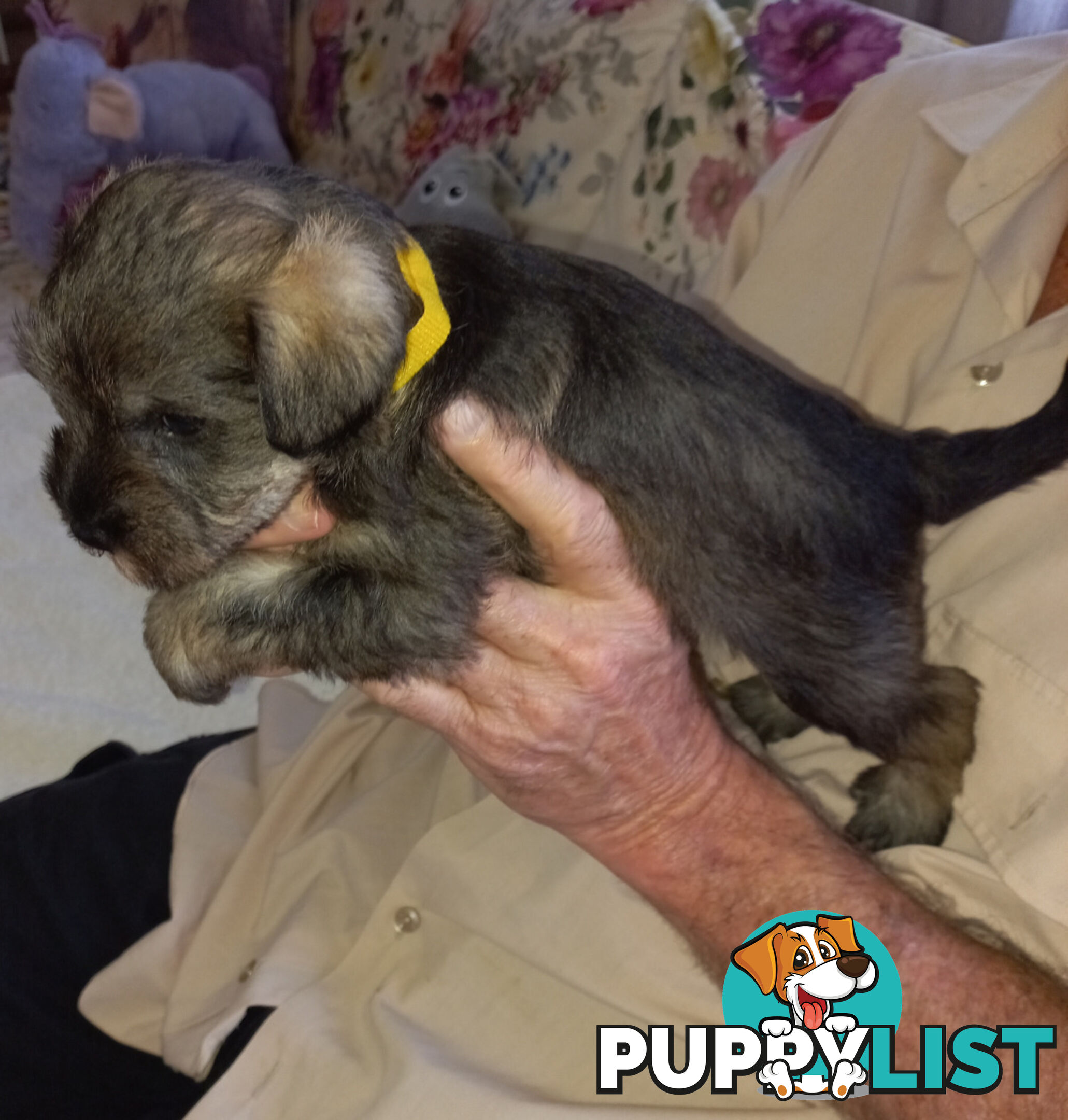 Minature Schnauzer puppies