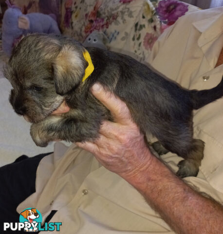 Minature Schnauzer puppies